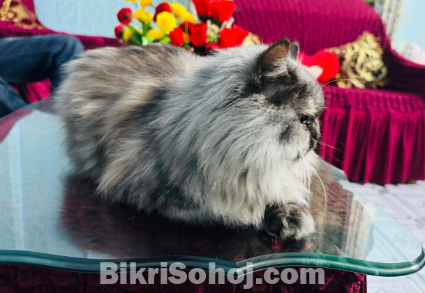 Sibrian Breed er Female Cat for sell